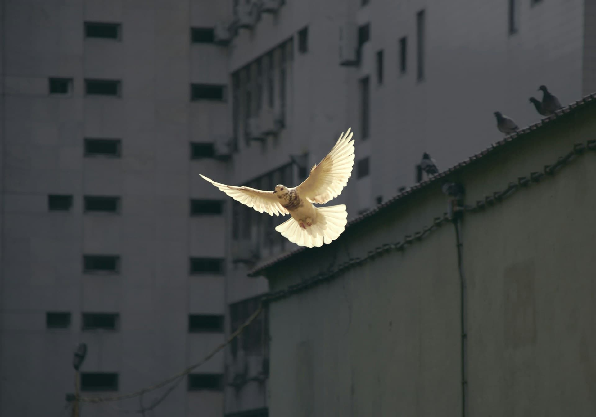 Humanitarian Action & Peace Logo
